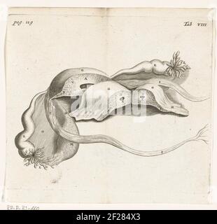 Description anatomique d'une grossesse extra-utérine.in 1672 médecin et anatomiste Reinier de Graaf publié de mulierum organiss, un livre sur les organes du corps féminin, avec des imprimés par Hendrik Bary. De Graaf a été le premier à conclure qu’un fœtus grandit à partir de la cellule d’œuf de la mère après avoir été fécondé par la semence du père. Il discute également des anomalies telles que les grossesses extra-utérines (quand les implants d'oeufs fécondés à l'extérieur de l'utérus). Banque D'Images