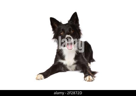 Border Colley chien devant un fond blanc Banque D'Images