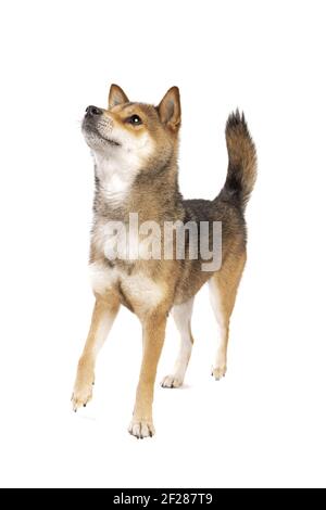 Chien japonais Shikoku Banque D'Images