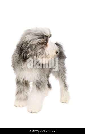 Chien de Sheepadoodle isolé sur blanc Banque D'Images