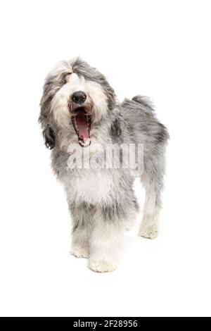 Chien de Sheepadoodle isolé sur blanc Banque D'Images