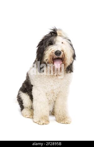 Chien de Sheepadoodle isolé sur blanc Banque D'Images