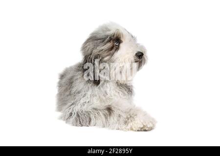 Chien de Sheepadoodle isolé sur blanc Banque D'Images