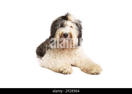 Chien de Sheepadoodle isolé sur blanc Banque D'Images