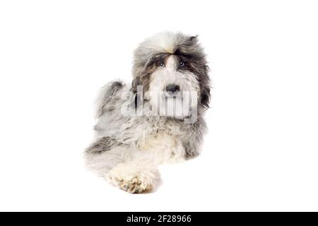 Chien de Sheepadoodle isolé sur blanc Banque D'Images