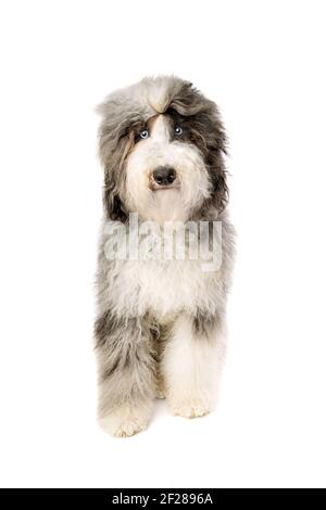 Chien de Sheepadoodle isolé sur blanc Banque D'Images