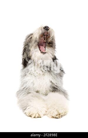 Chien de Sheepadoodle isolé sur blanc Banque D'Images