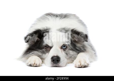 Chien collie à bordure de merle, bleu ancien Banque D'Images