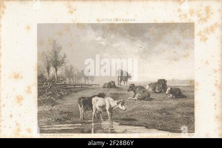 Koeien dans een weiland.quelques vaches dans un pré. Deux vaches sont au premier plan le long de l'eau. Banque D'Images