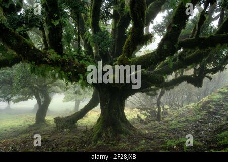 Tillez l'ancien arbre dans le parc national portugais de Fanal à Madère, au Portugal Banque D'Images