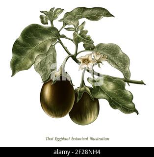 Illustration botanique d'aubergine thaï style vintage clip art isolé sur arrière-plan blanc Banque D'Images