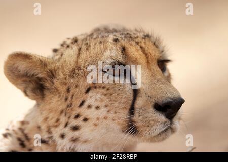 Portrait d'un guépard mâle, photo prise lors d'un safari dans le parc national Kruger, Afrique du Sud Banque D'Images