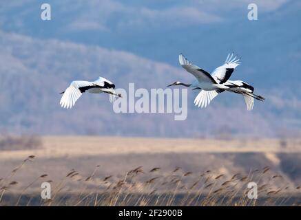 Hunchun, Chine. 10 mars 2021. Les grues à couronne rouge reviennent du nord et arrivent dans la zone humide de Jingxin à Hunchun, Jilin, Chine, le 10 mars 2021.(photo de TPG/cnschotos) crédit: TopPhoto/Alamy Live News Banque D'Images