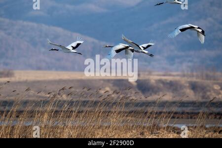 Hunchun, Chine. 10 mars 2021. Les grues à couronne rouge reviennent du nord et arrivent dans la zone humide de Jingxin à Hunchun, Jilin, Chine, le 10 mars 2021.(photo de TPG/cnschotos) crédit: TopPhoto/Alamy Live News Banque D'Images