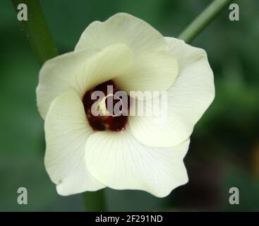 Fleur d'okra (Abelmoschus esculentus) avec des étamines veloutées Banque D'Images