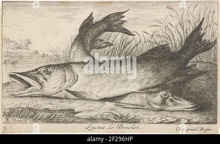 Deux brochets sur un bord de rivière; Lucius. Le brochet.; poissons et autres animaux marins - première série sur l'eau douce; Divers Especes de Poissons d'eau douce .. Banque D'Images