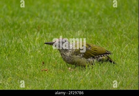 Un pic vert juvénile Picus viridis qui se trouve sur une pelouse dans un jardin de Norfolk. Banque D'Images