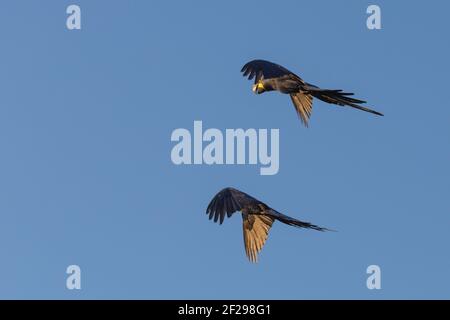 Paire de macaw de jacinthe (Anodorhynchus hyacinthinus) volant dans le Pantanal à Mato Grosso, Brésil Banque D'Images