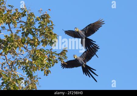 Une paire de perroquets bleus volants (jacinthe Macaw) dans le Pantanal à Mato Grosso, Brésil Banque D'Images