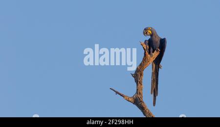 La macaw de jacinthe (Anodorhynchus hyacinthinus), espèce menacée d'oiseaux, assise sur un arbre en milieu naturel dans le Pantanal, Mato Grosso, Brésil Banque D'Images