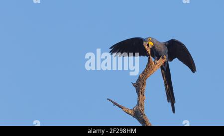Le perroquet bleu (jacinthe Macaw) débarquant sur un arbre dans le Pantanal à Mato Grosso, Brésil Banque D'Images