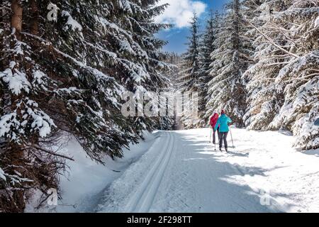 Sports ski de fond dans la neige empreintes de pas dans les bois Banque D'Images