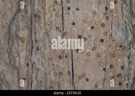 Käfer-Fraßgänge in altem, morschem Holz, Löcher durch Käferfraß Banque D'Images