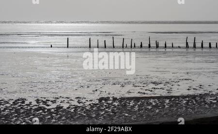 Vieux poteaux de stakenet sur l'estuaire de Sloway, réserve RSPB de Mersehead, Dumfries, SW Scolamd Banque D'Images