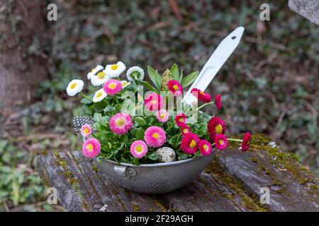 bellis perennis rose, rouge et blanc en passoire d'époque comme décoration de printemps de jardin Banque D'Images