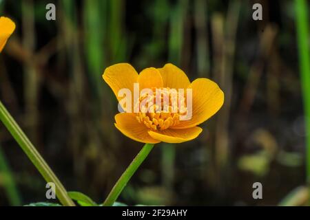 Marais marigold aux fleurs jaunes. Détail d'une seule fleur ouverte sur une tige de fleur verte. Pollen d'abeille sur le pistil. Avec marécage en arrière-plan Banque D'Images