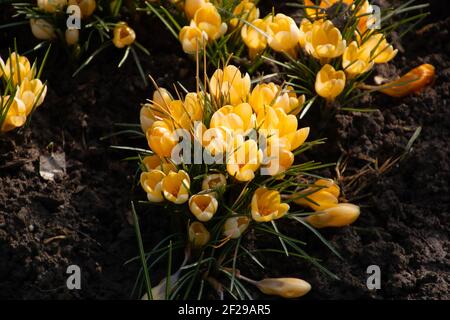 croci jaune en mars sur un pré dans un ornemental jardin en gros plan Banque D'Images