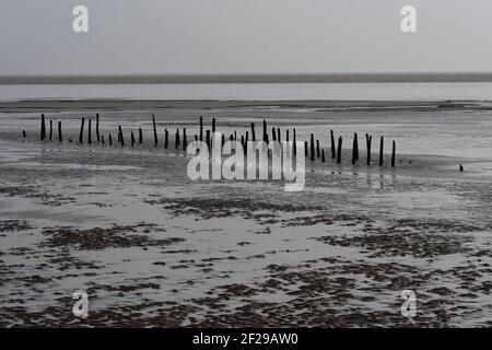 Vieux poteaux de stakenet sur l'estuaire de Sloway, réserve RSPB de Mersehead, Dumfries, SW Scolamd Banque D'Images