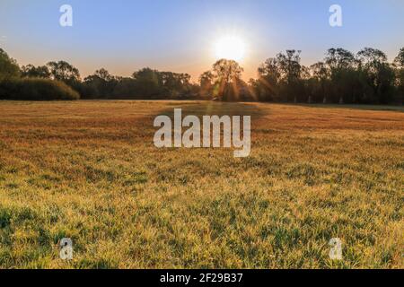 Pré le matin. L'herbe est recouverte de rosée. Le soleil brille à l'horizon. Arbres en arrière-plan. Petites fleurs jaunes dans la prairie au printemps Banque D'Images