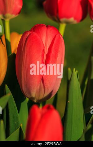 Tulipe rouge parmi d'autres fleurs. Fleurs au printemps au soleil. Fleurs de tulipe rouge et jaune en arrière-plan. Détails des pétales du genre Banque D'Images