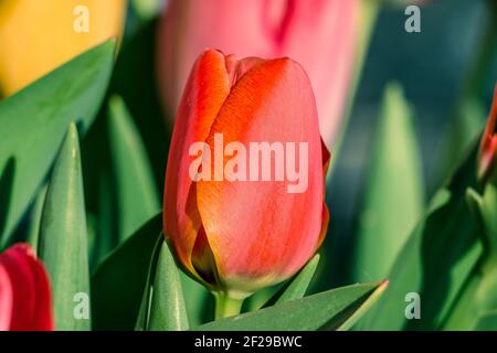 fleur rouge fermée d'une tulipe en détail le matin au soleil. teintes jaune et orange sur le bord des pétales. Pétales verts et plus de fleurs Banque D'Images