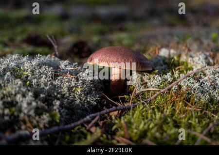 Lactarius rufus. Milkcap roux, ou le lait chaud rouge comestible champignon sauvage de la PAC. Champignons bruns, l'environnement naturel et historique Banque D'Images