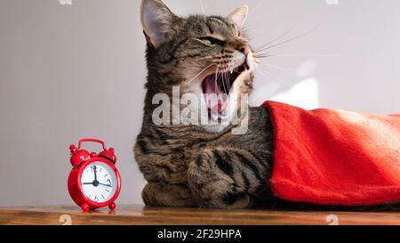 Un chat couvert d'une couverture rouge nawns à côté d'une horloge rouge. Banque D'Images
