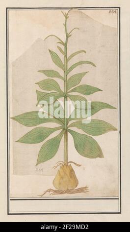 Usine inconnue. Bol, tige et feuilles d'une plante inconnue. Numéroté en haut à droite : 284. Partie du troisième album avec des dessins de fleurs et de plantes. Dixième de douze albums avec dessins d'animaux, d'oiseaux et de plantes connus vers 1600, réalisés par l'empereur Rudolf II Avec explication en néerlandais, latin et français. Banque D'Images