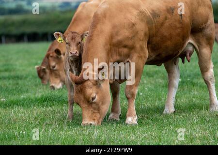 Pedigree vache Limousin et jeunes veaux paître dans les pâturages, Yorkshire, Royaume-Uni. Banque D'Images