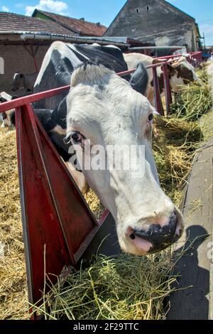 Une vache dans un corral prend de la nourriture. Derrière elle se trouvent les vaches qui se nourrissent ou se reposent à l'ombre. Banque D'Images