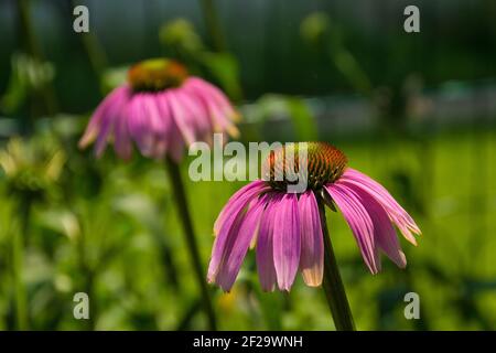 Echinacea Purpurea fleurs, également connues sous le nom de Purple Conefellower et Hedgehog Coneflower – plante herbacée vivace à fleurs des Asteraceae dais Banque D'Images