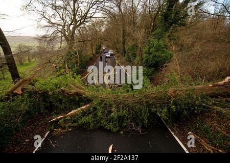 Un arbre déchu bloque la route sur Bannerdown Hill près de Bath dans le Somerset alors que de forts vents et de la pluie frappent l'Angleterre et le pays de Galles pendant la nuit. Banque D'Images