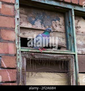 Pigeon était assis sur une fenêtre industrielle cassée au cœur de Centre-ville de Manchester Banque D'Images