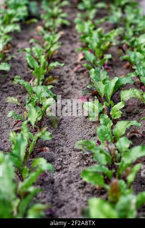 Croissance des semis de betteraves. Jeunes plants de betteraves sur un lit de ferme. Concept d'agriculture biologique. Mise au point sélective. Recadrage vertical. Banque D'Images