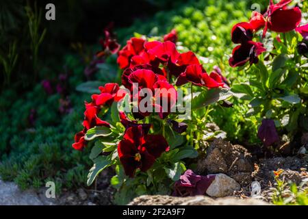 Gros plan sur la violette rouge pousse au printemps dans un lit de fleurs. Une fleur de jardin en velours aux rayons lumineux du soleil. Pansies décoratives de plus en plus de flux Banque D'Images