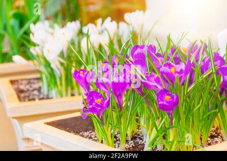 Crocus pourpre tôt dans les pots de serre au printemps Banque D'Images