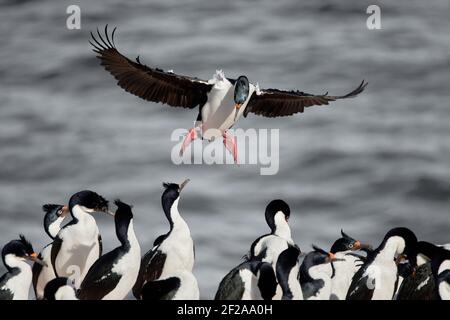 Scories impériales, le roi Cormorant survolant une colonie Banque D'Images