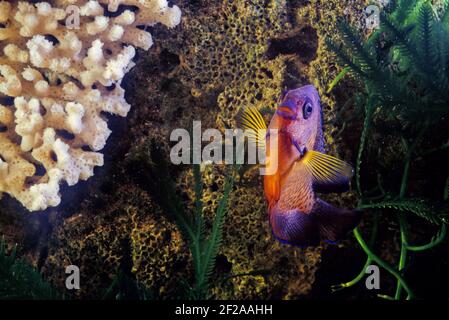 Le poisson-ange (Centropyge bispinosa), également connu sous le nom de poisson-ange sombre, ou beauté de corail, est une espèce de poisson-raies marines, un a marin Banque D'Images