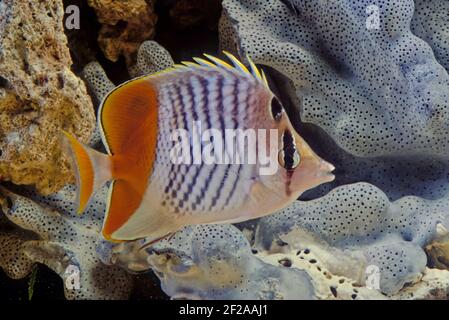 Le butterflyfish (Chaetodon xanthurus), également connu sous le nom de butterflyfish à queue jaune, de butterflyfish en croix ou de caramel à chevron des Philippines Banque D'Images