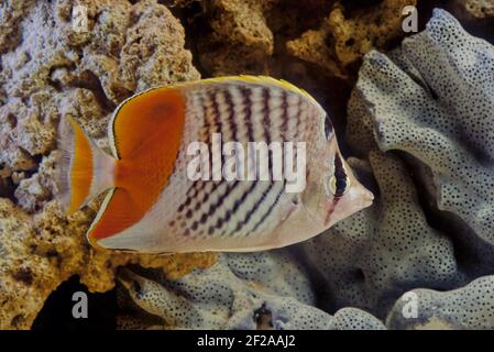 Le butterflyfish (Chaetodon xanthurus), également connu sous le nom de butterflyfish à queue jaune, de butterflyfish en croix ou de caramel à chevron des Philippines Banque D'Images